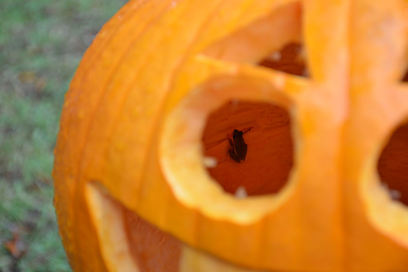 Illustration for article titled 8 Photos Of Your Halloween Antics